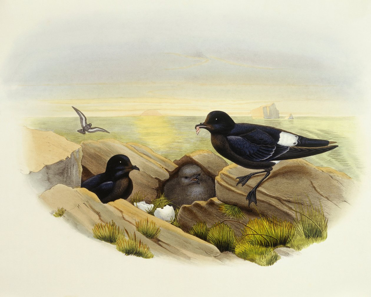 欧洲风暴海燕（Hydrobates pelagicus），约翰-古尔德的雕刻作品 作者 约翰·古尔德