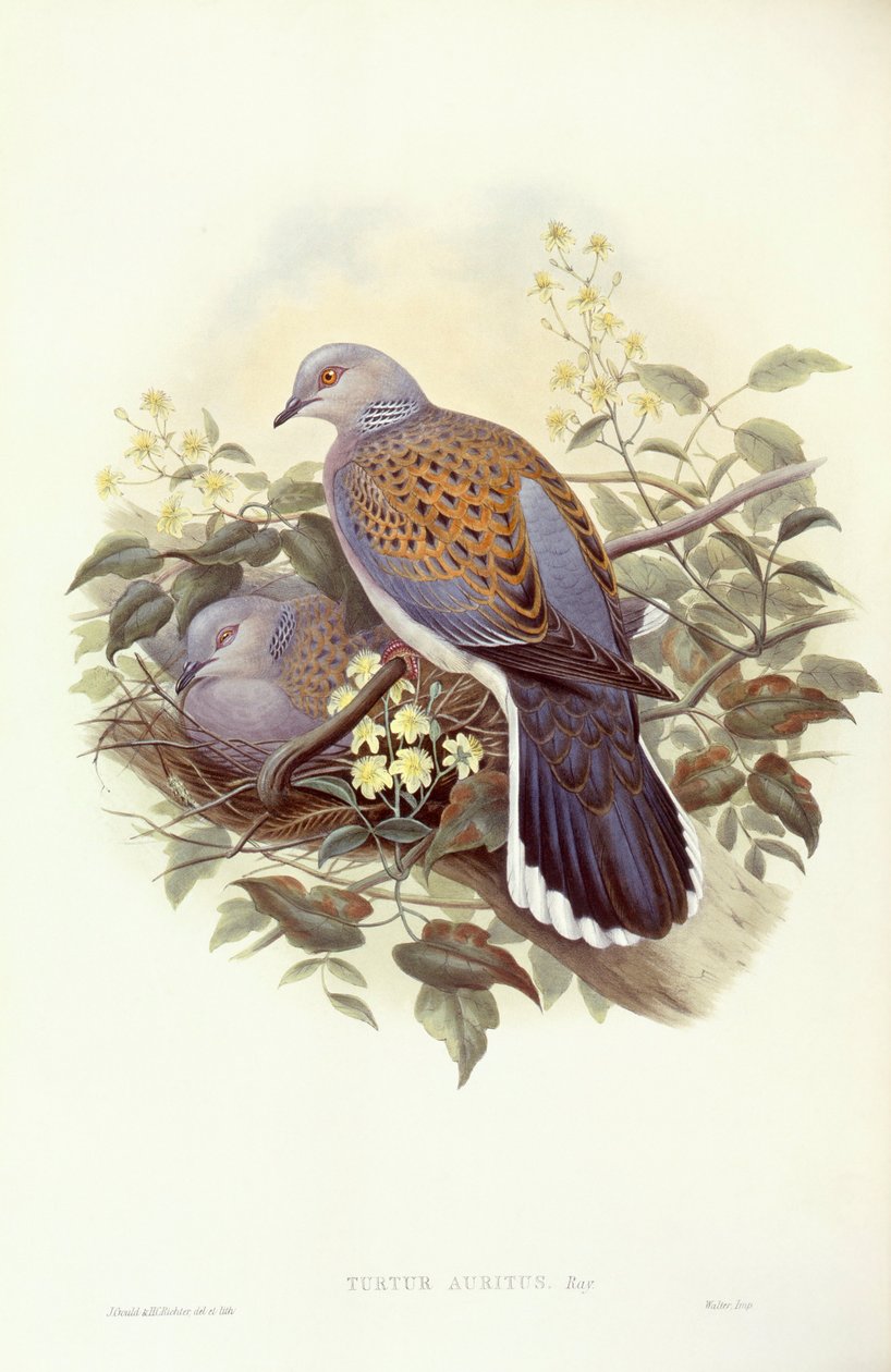 欧洲斑鸠（Streptopelia turtur），约翰-古尔德的雕刻作品 作者 约翰·古尔德