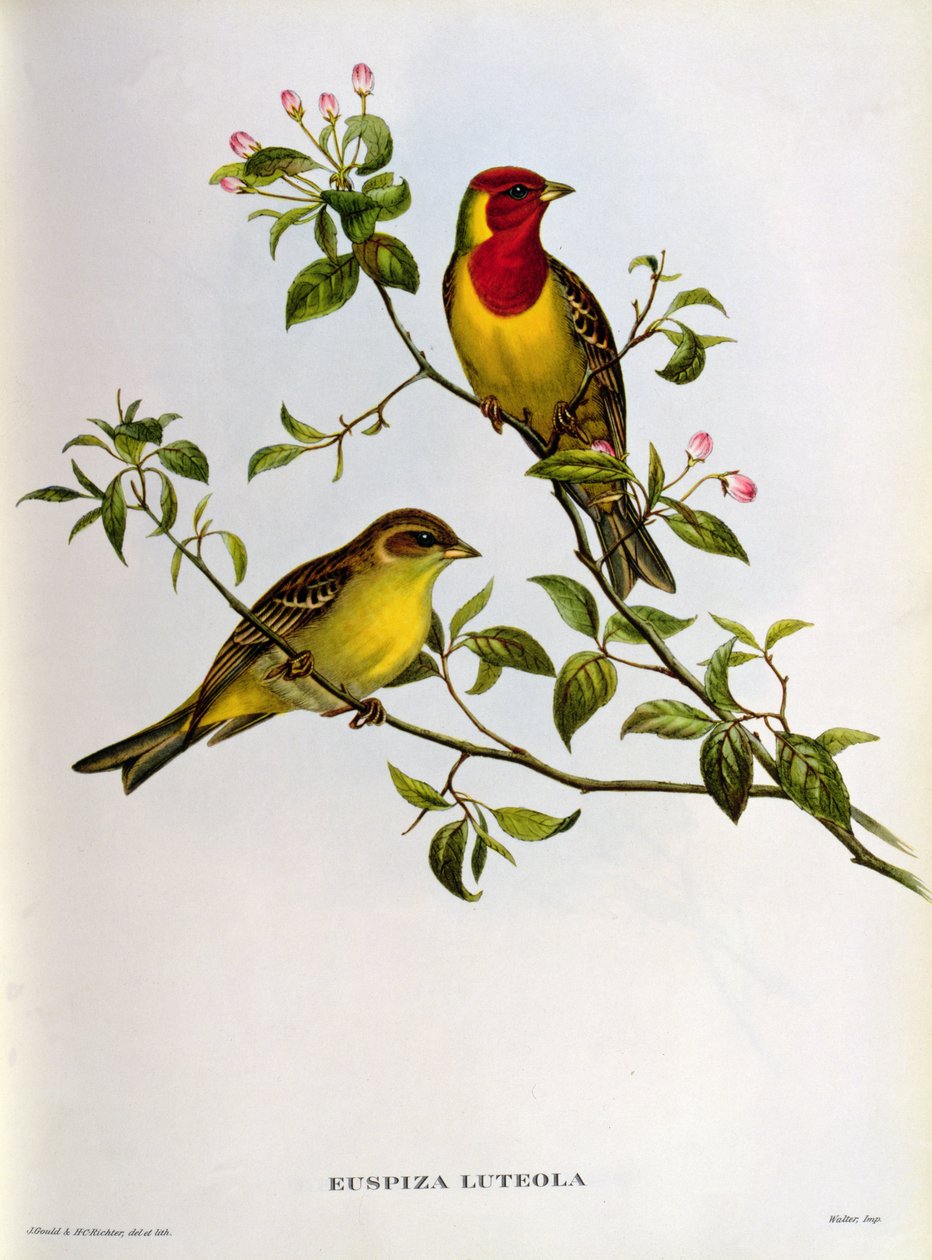 Euspiza Luteola，19世纪 作者 约翰·古尔德