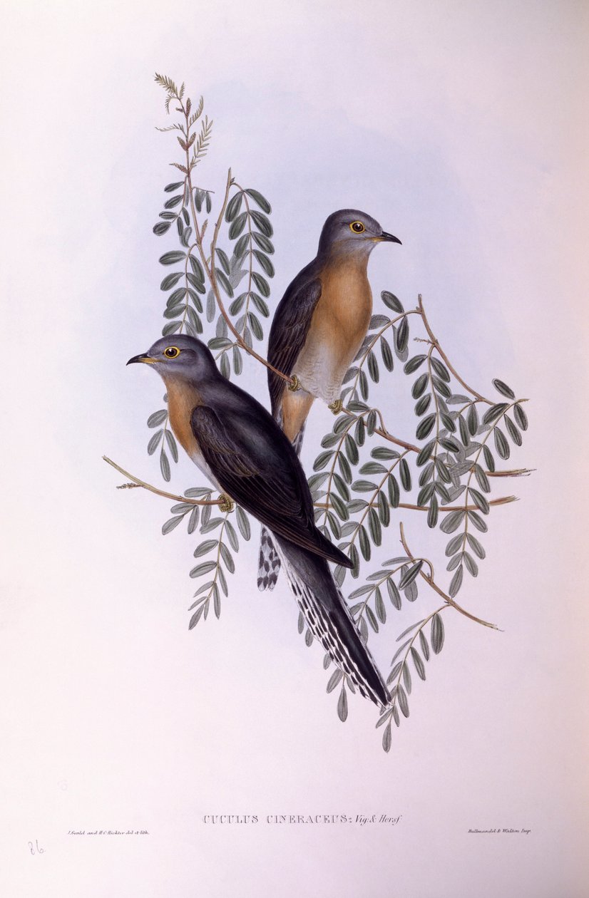 扇尾鹃（Cacomantis flabelliformis），约翰-古尔德的雕刻作品 作者 约翰·古尔德