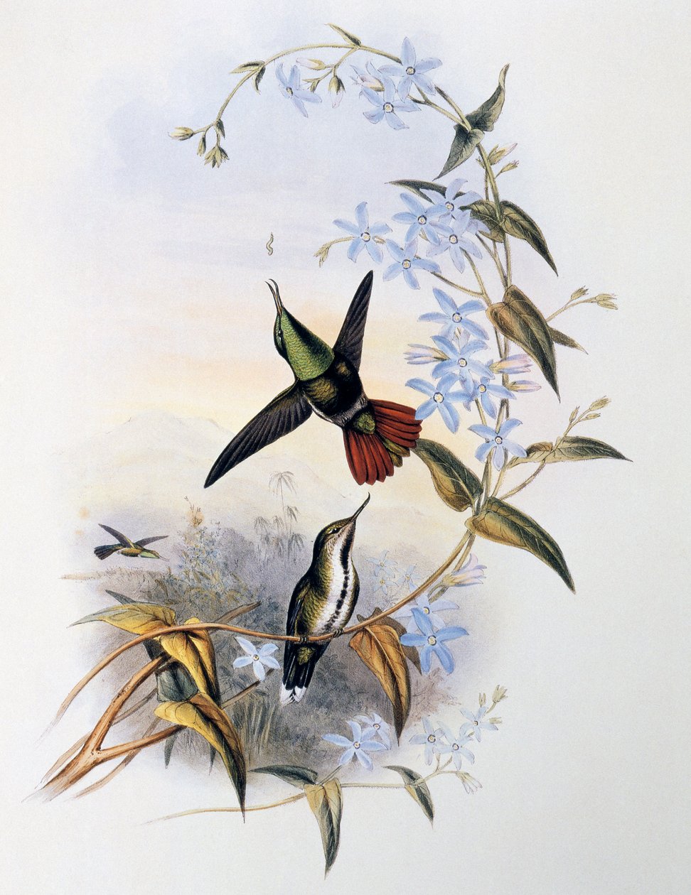 火尾鸟(Avocettula recurvirostris) 作者 约翰·古尔德