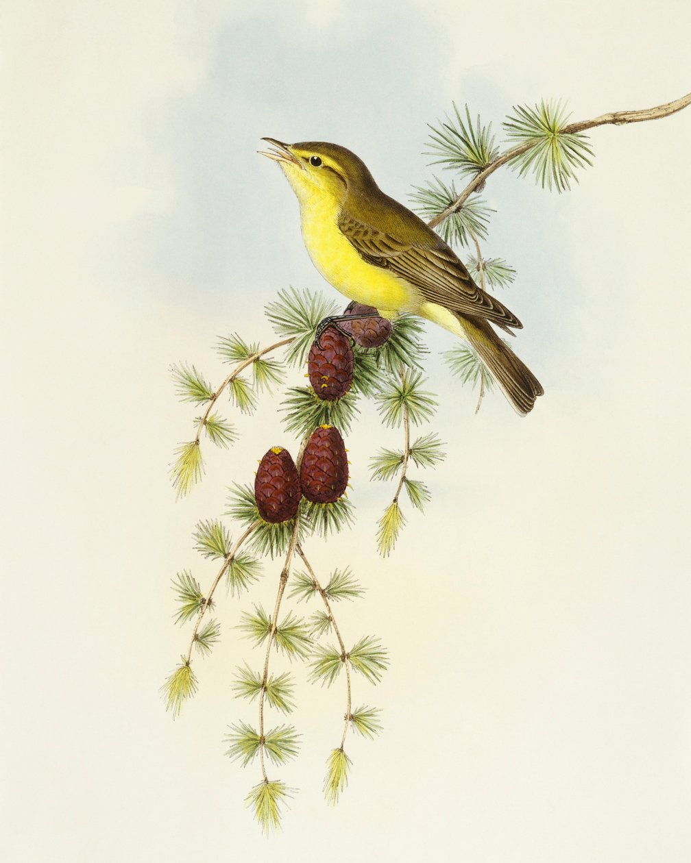 飞鸟（Ficedula hypolaris），约翰-古尔德的雕刻作品 作者 约翰·古尔德