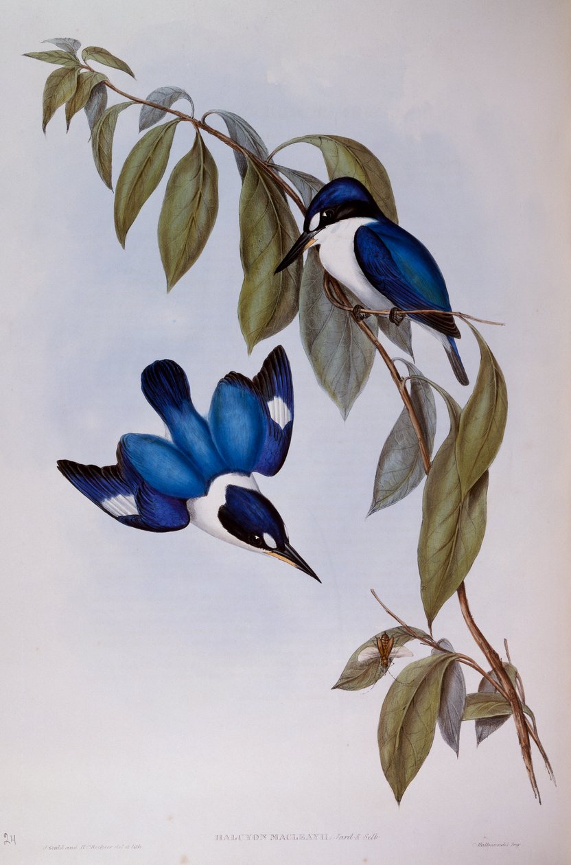 森林翠鸟（Halcyon Macleay），来自澳大利亚鸟类的雕刻品 作者 约翰·古尔德