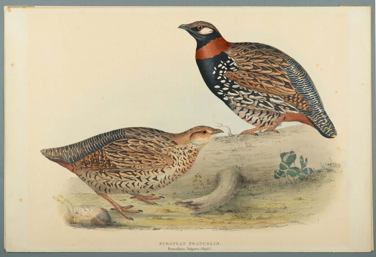 Francolinus Vulgaris（Briss）：欧洲Francolin（编织纸上的彩色版画） 作者 约翰·古尔德