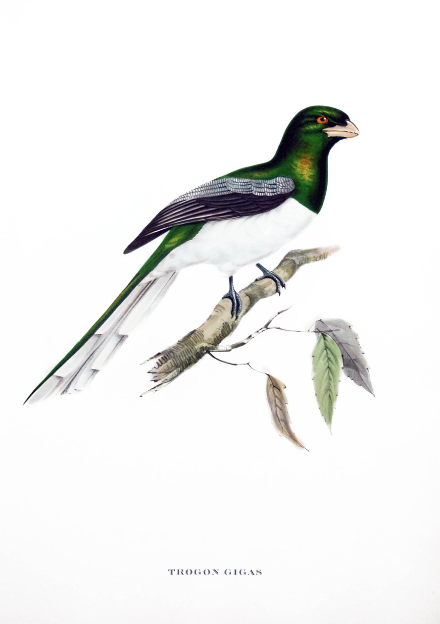 巨蜥，来自印度的鸟，雕刻自约翰·古尔德（1804-1881）《热带鸟类》一书 作者 约翰·古尔德
