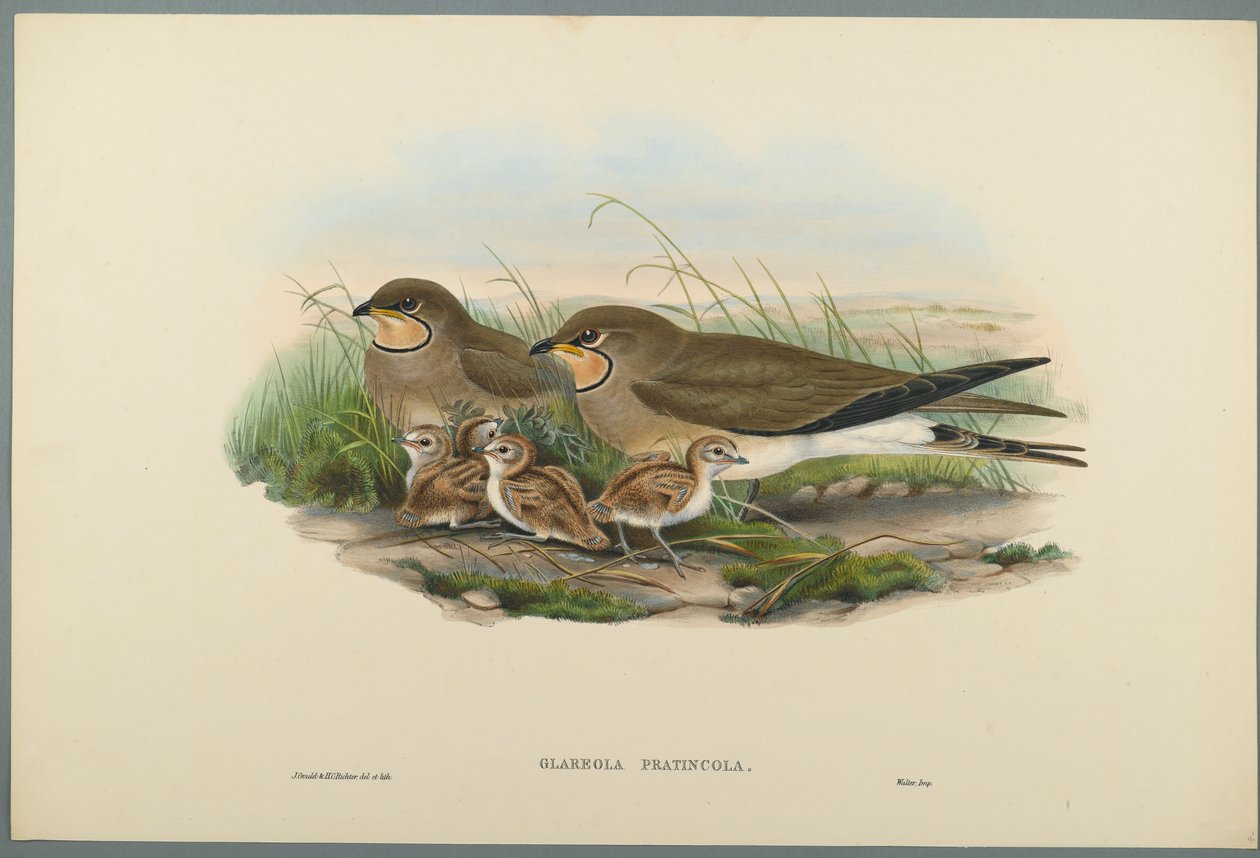 Glareola Pratincola  - 普通Pratincole（编织纸上的彩色石版） 作者 约翰·古尔德