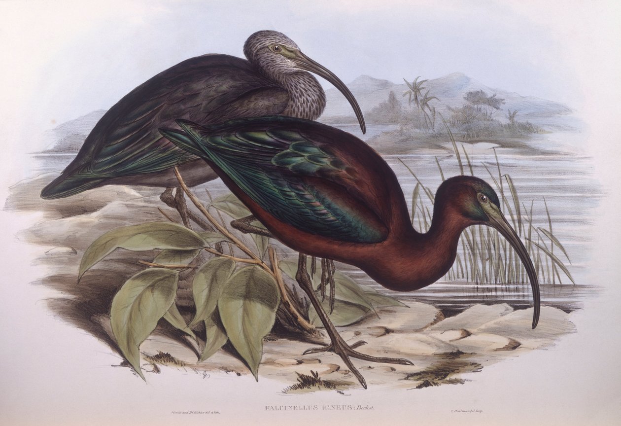 光泽朱鹭（Plegadis falcinellus），约翰-古尔德的雕刻作品 作者 约翰·古尔德