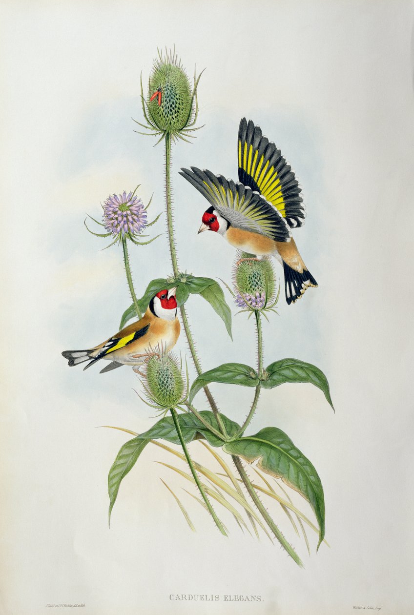 金翅雀（Carduelis Elegans）（手工彩色光刻） 作者 约翰·古尔德