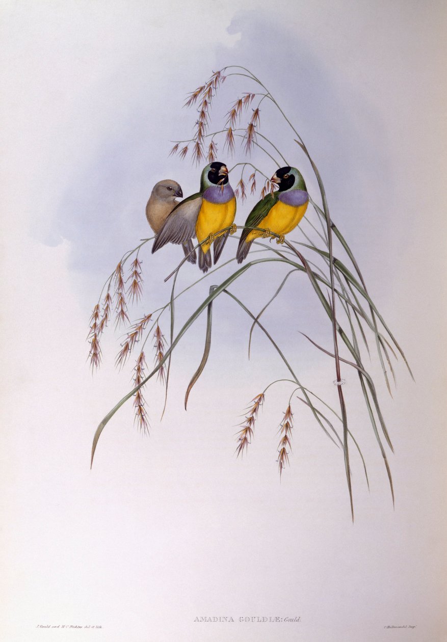 古尔德雀（Chloebia or Erythrura gouldiae），约翰-古尔德的雕刻作品 作者 约翰·古尔德