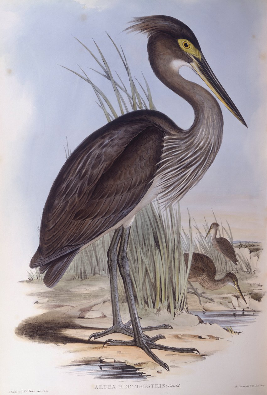 大嘴鹭（Ardea sumatrana），约翰-古尔德的雕刻作品 作者 约翰·古尔德