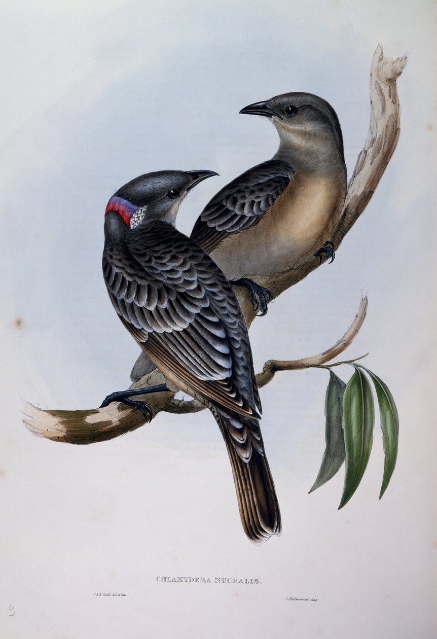 大鲍尔鸟（Chlamydera nuchalis），来自澳大利亚鸟类的雕刻品 作者 约翰·古尔德