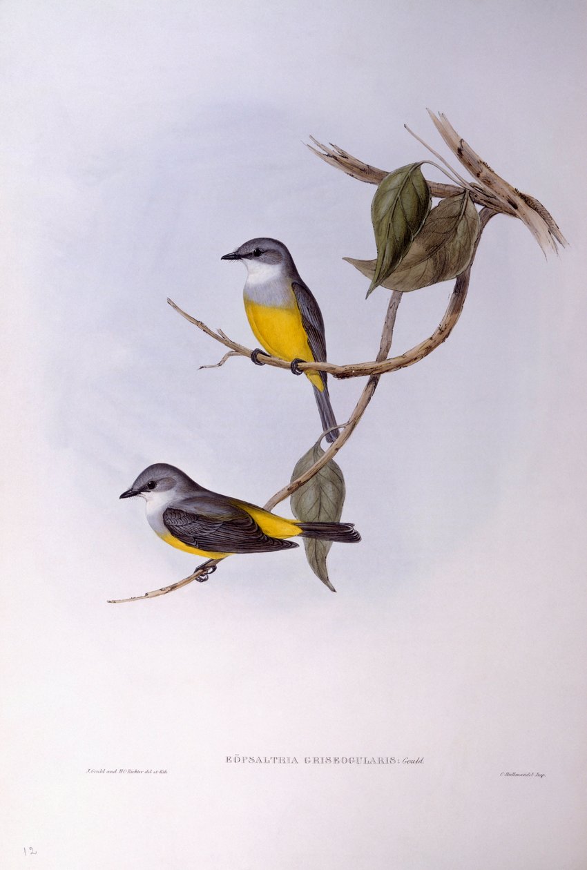 灰胸知更鸟（Eopsaltria griseogularis），John Gould的雕刻作品 作者 约翰·古尔德