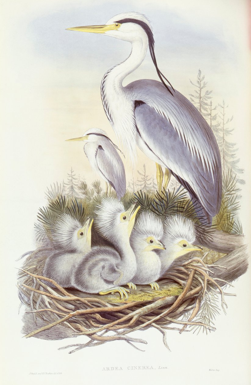 灰鹭（Ardea cinerea），约翰-古尔德的雕刻作品 作者 约翰·古尔德
