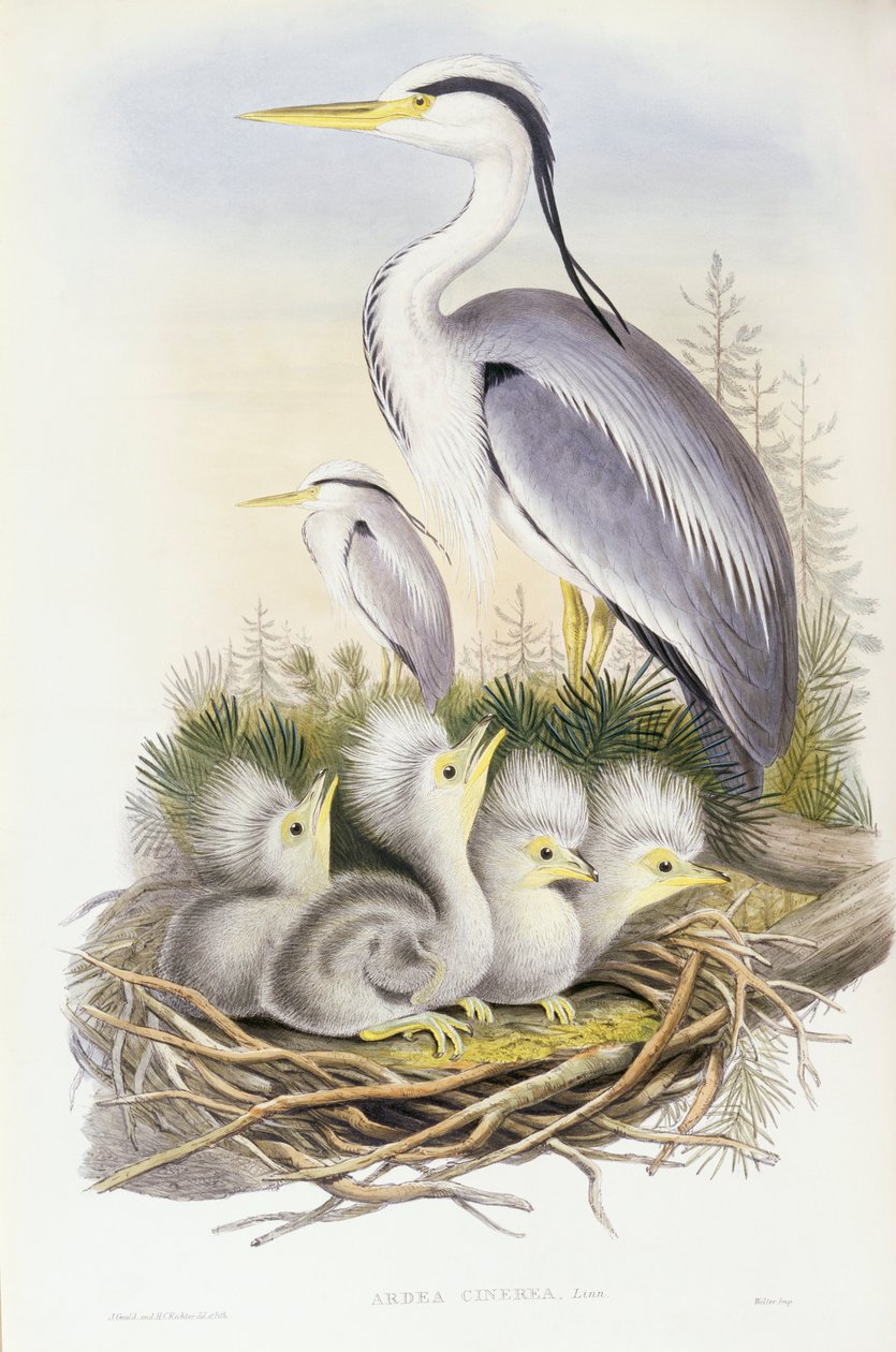 灰鹭（Ardea cinerea），约翰-古尔德的雕刻作品 作者 约翰·古尔德