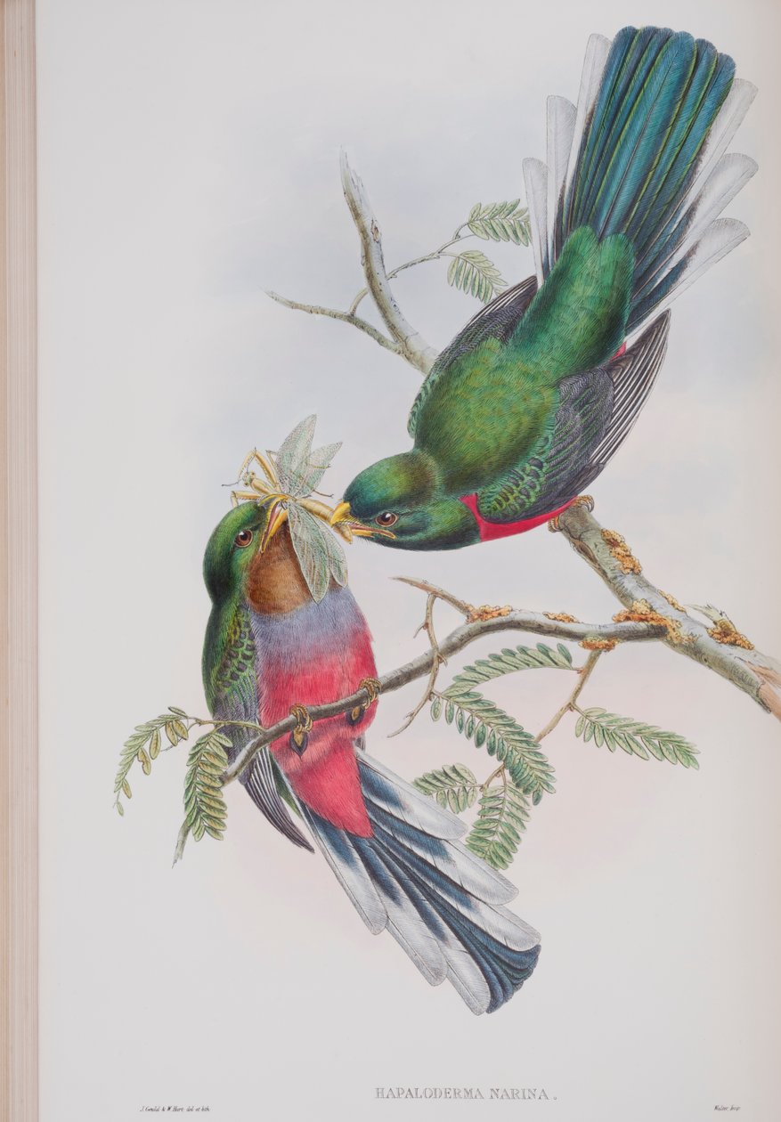 Hapaloderma Narina，来自英国鸟类的约翰古尔德，1862-73出版（手工彩色光刻） 作者 约翰·古尔德