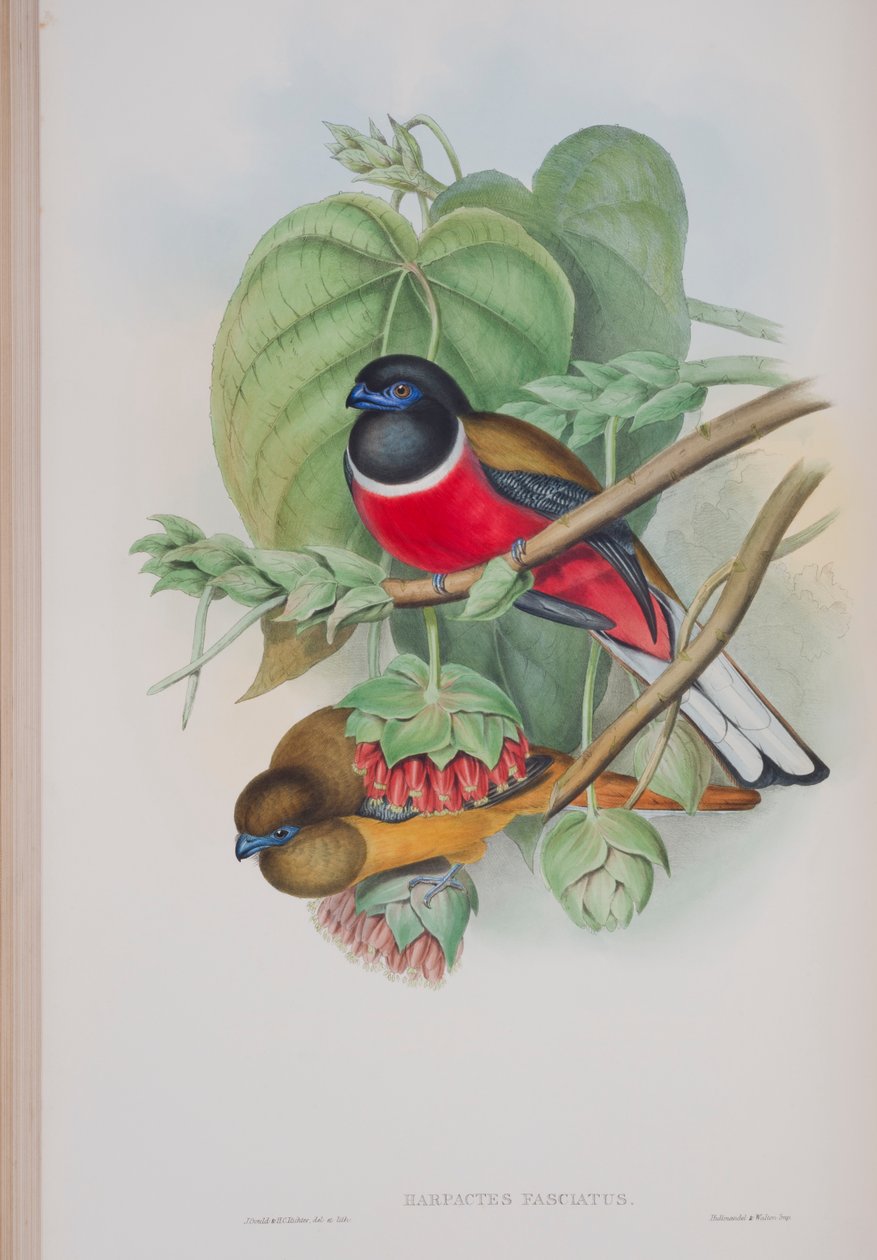 Harpactes Fasciatus，来自英国鸟类的约翰古尔德，1862-73出版（手工彩色光刻） 作者 约翰·古尔德