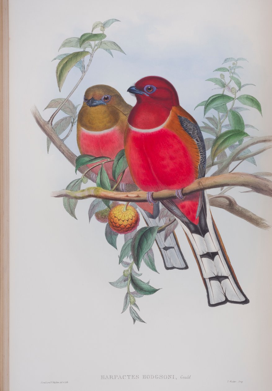 Harpactes Hodgsoni，来自英国鸟类的约翰古尔德，1862-73出版（手工彩色版画） 作者 约翰·古尔德