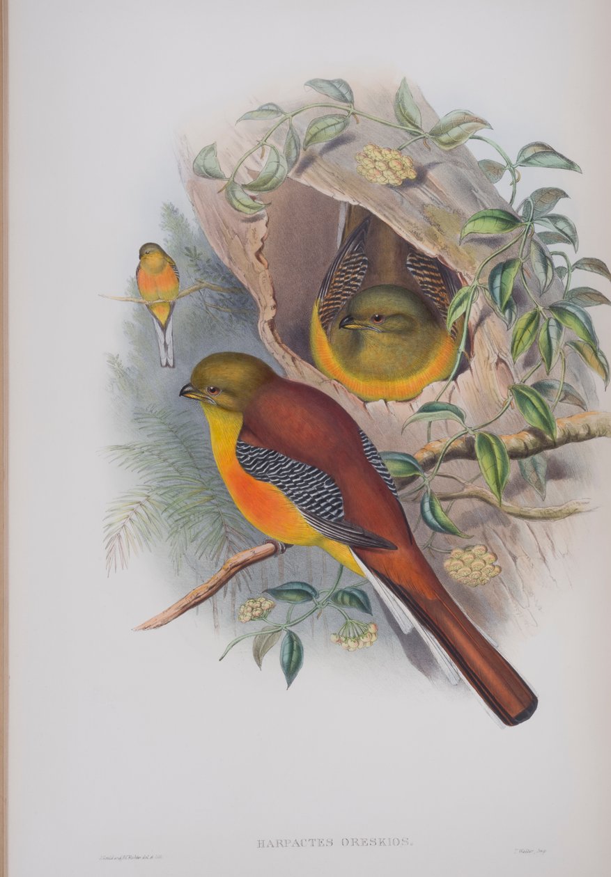 Harpactes Oreskios，来自英国鸟类的约翰古尔德，1862-73出版（手工彩色光刻） 作者 约翰·古尔德