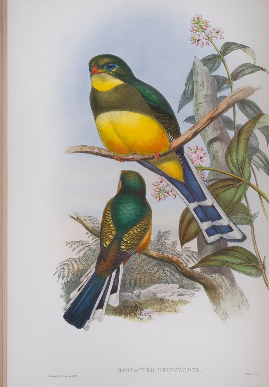 Harpactes Reinwardti，约翰古尔德的“英国鸟类”杂志，1862-73出版（手工彩色版画） 作者 约翰·古尔德