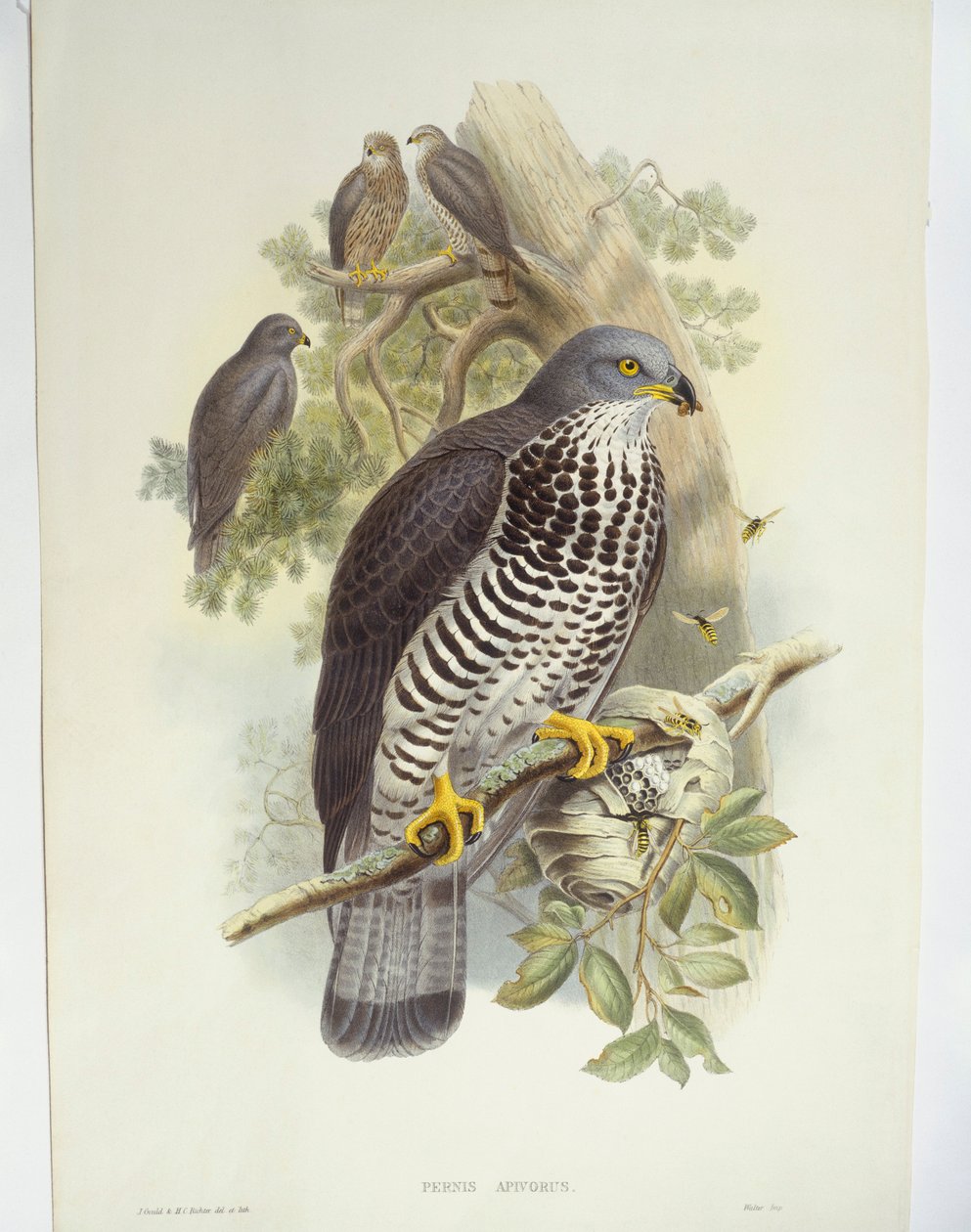 蜂鸟（Pernis apivorus），插图 作者 约翰·古尔德