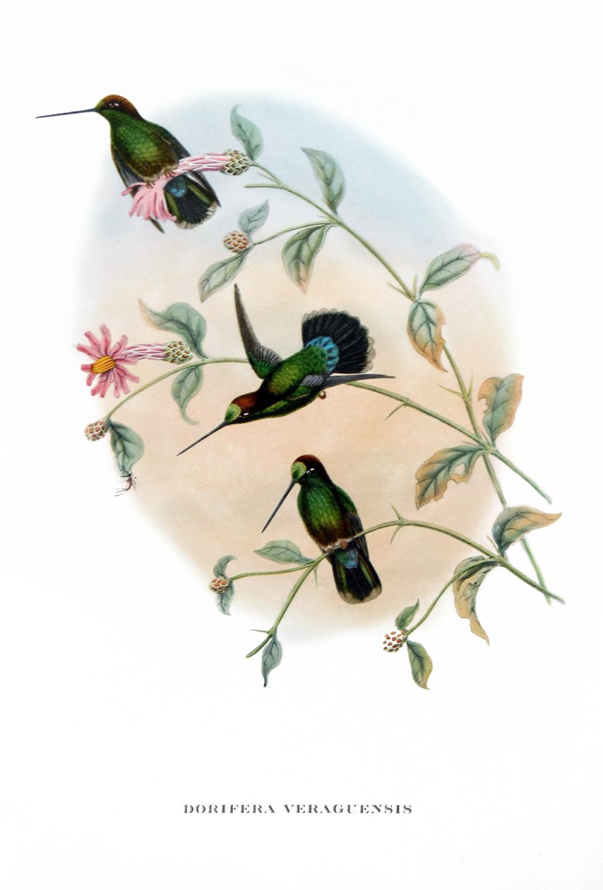 蜂鸟 - Veruguan Lance-Bill，哥斯达黎加的鸟类，John Gould（1804-1881 年）《热带鸟类》一书中的版画 作者 约翰·古尔德