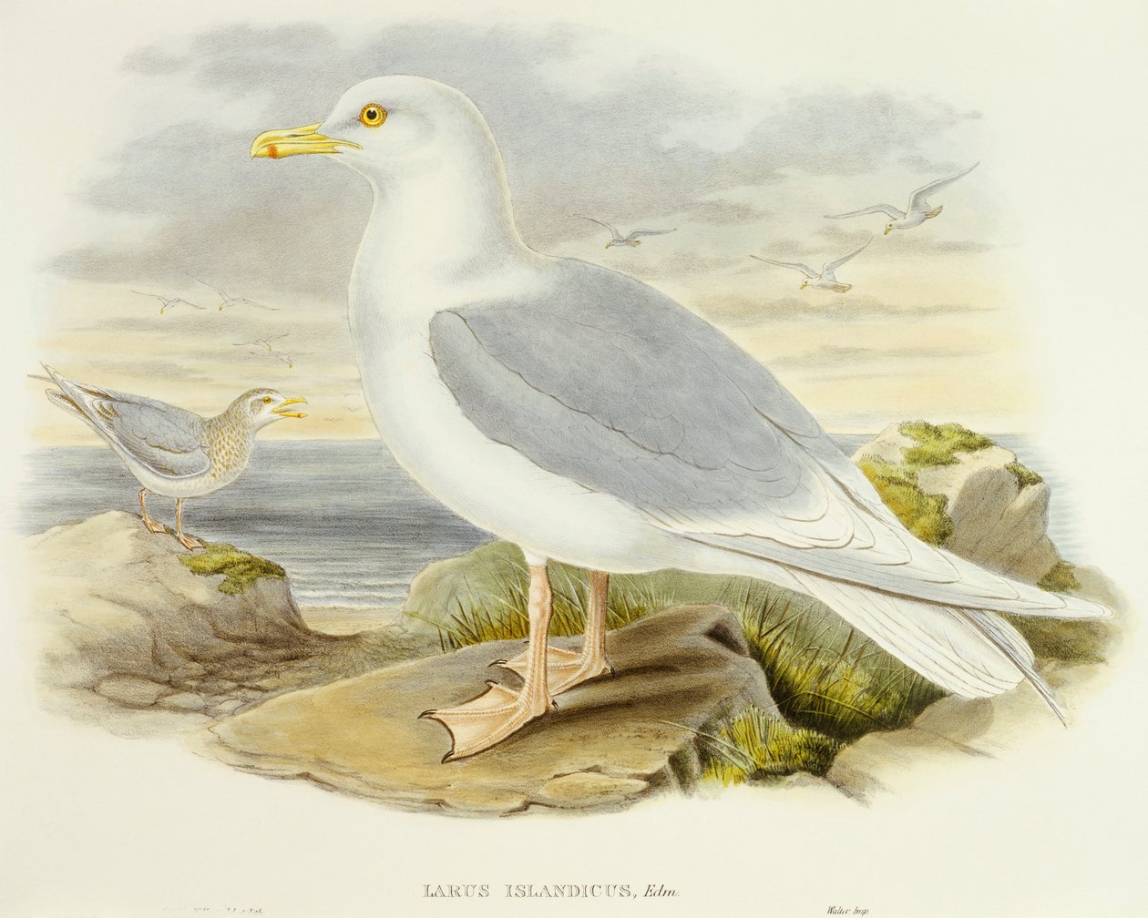 冰岛鸥（Larus glaucoides），约翰-古尔德的雕刻作品 作者 约翰·古尔德