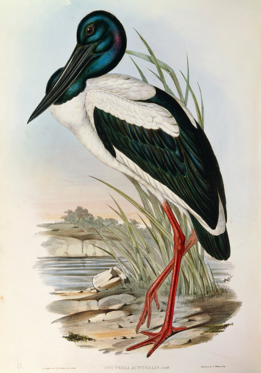 来自John Gould的 "澳大利亚鸟类 "的插图，代表黑颈鹳Ephippiorhynchus asiaticus。 作者 约翰·古尔德