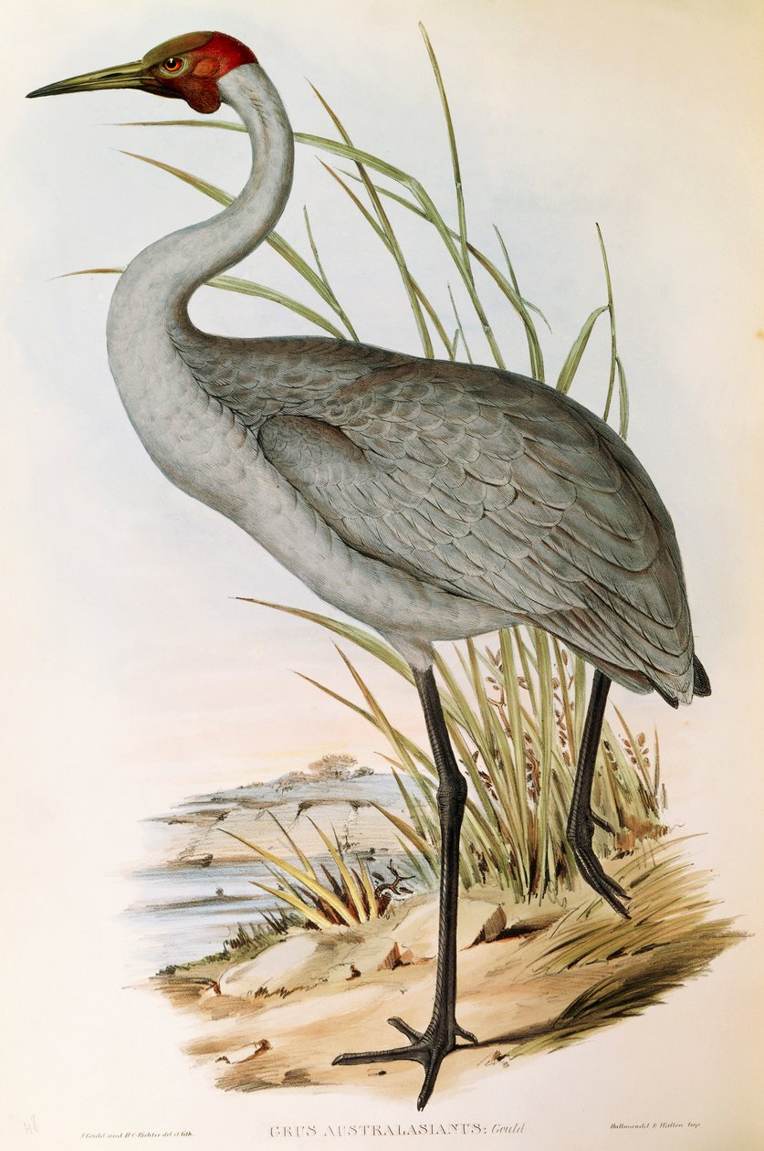 来自John Gould的 "澳大利亚的鸟 "的插图，代表Brolga Grus rubicunda。 作者 约翰·古尔德