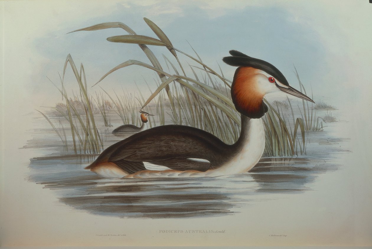 约翰-古尔德的 "澳大利亚鸟类 "中的插图，代表南冠鸊鷉Podiceps cristatus australis，由奥斯卡-德雷斯勒创作。 作者 约翰·古尔德