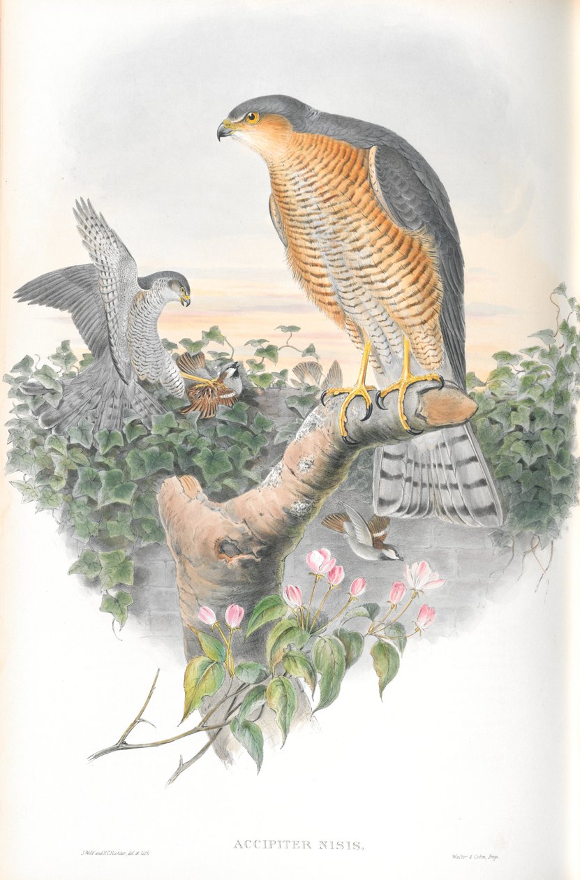 Accipiter Nisis（麻雀鹰）的插图 作者 约翰·古尔德