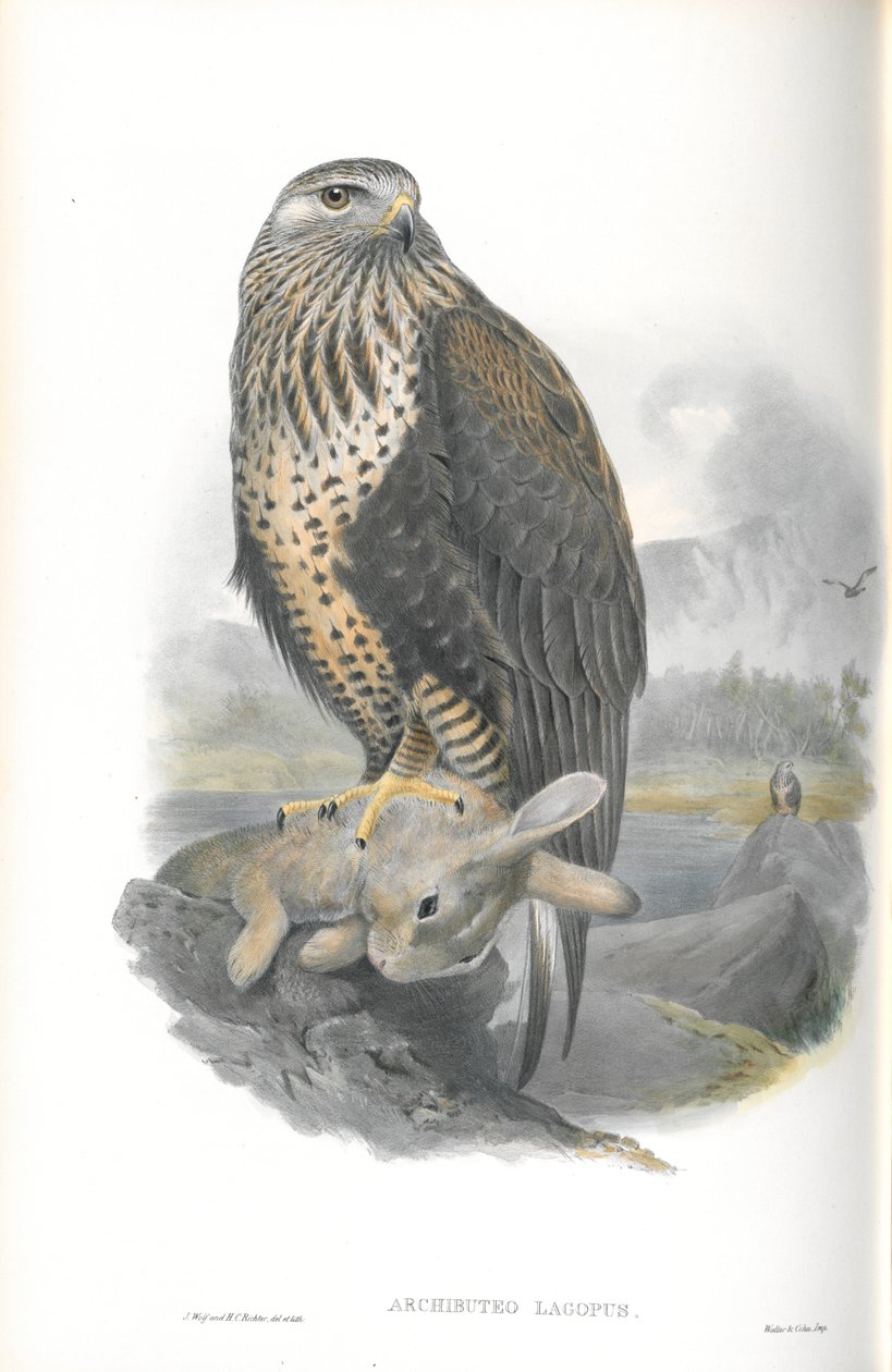 Archibuteo Lagopus（粗腿秃鹰）的插图 作者 约翰·古尔德