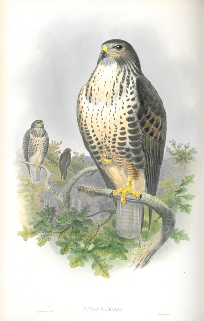 Buteo Vulgaris（普通秃鹰）的插图 作者 约翰·古尔德