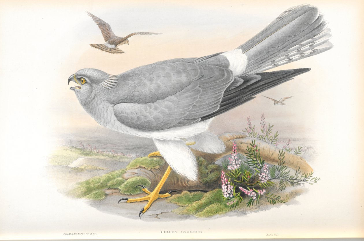 Circus Cyaneus（Hen Harrier）的插图 作者 约翰·古尔德