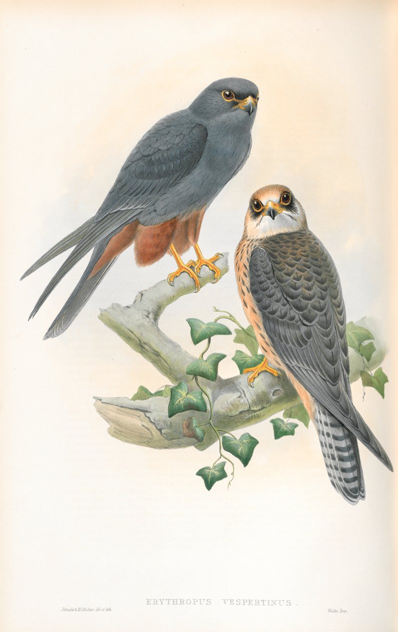 Erythropus Vespertinus（橙腿爱好）的插图 作者 约翰·古尔德
