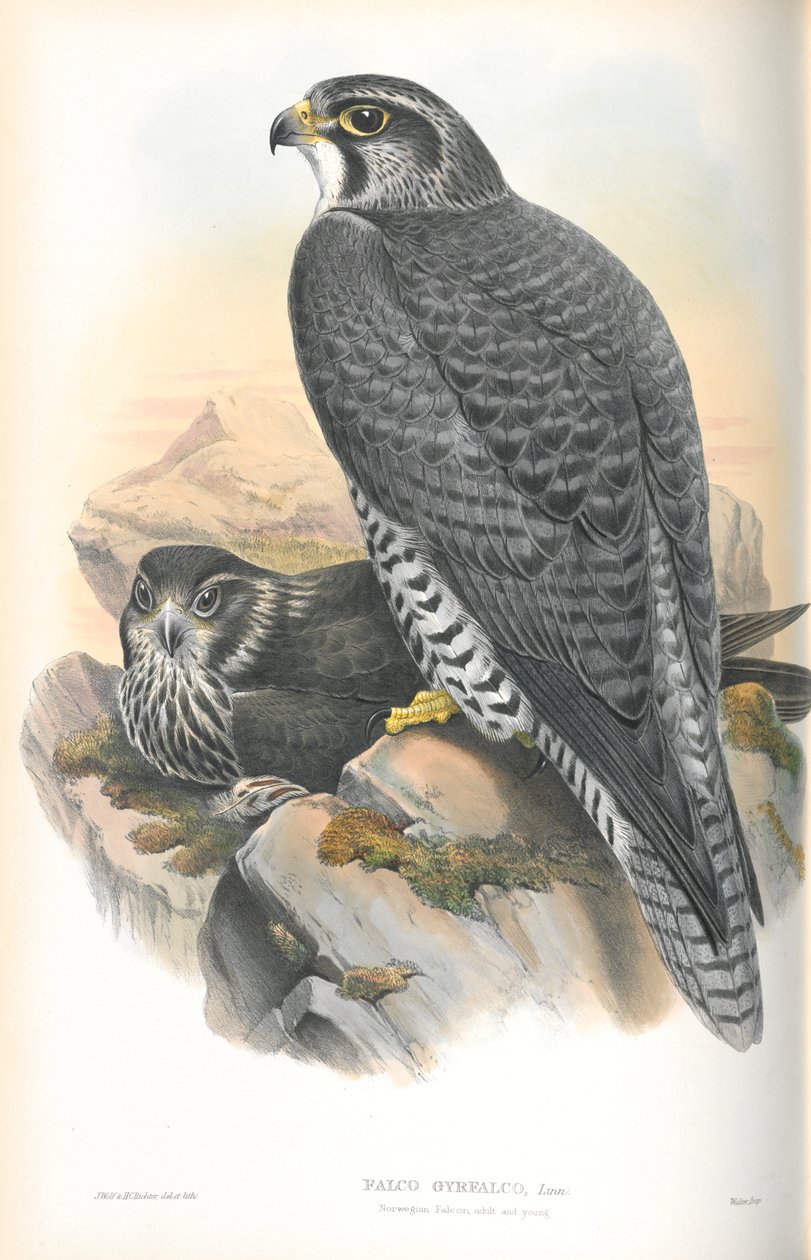 Falco Gyrfalco（挪威Gyrfalcon）的插图 作者 约翰·古尔德