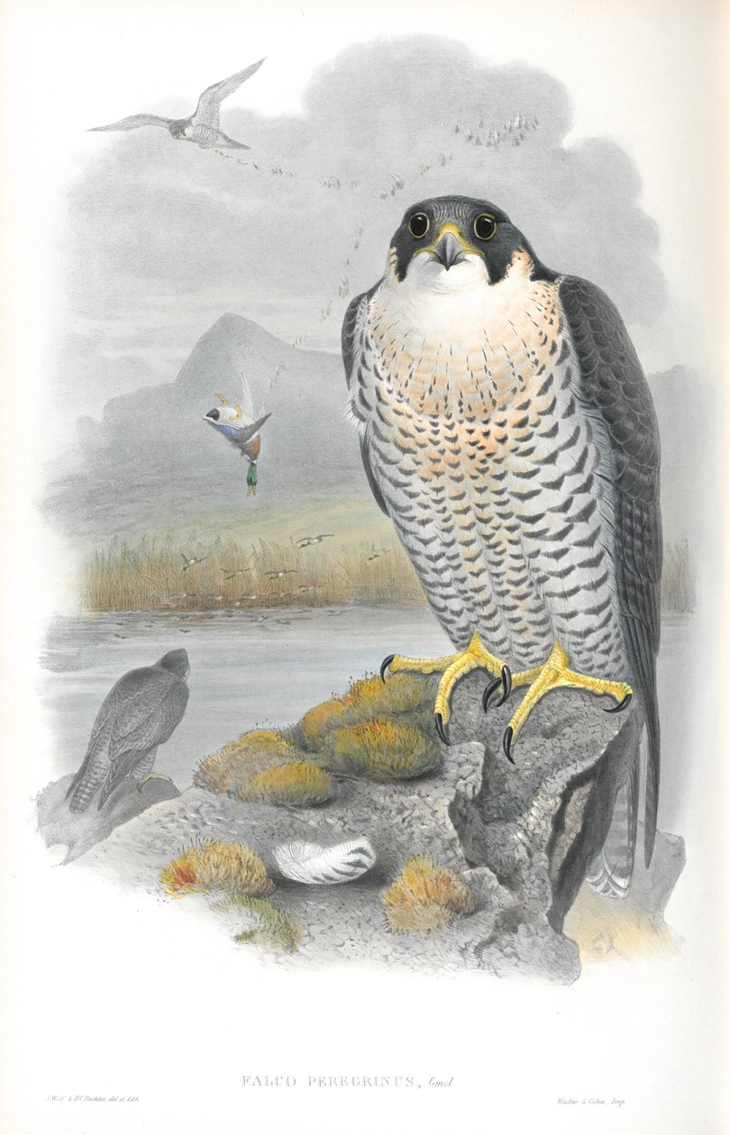 Falco Peregrinus（游隼）的插图 作者 约翰·古尔德