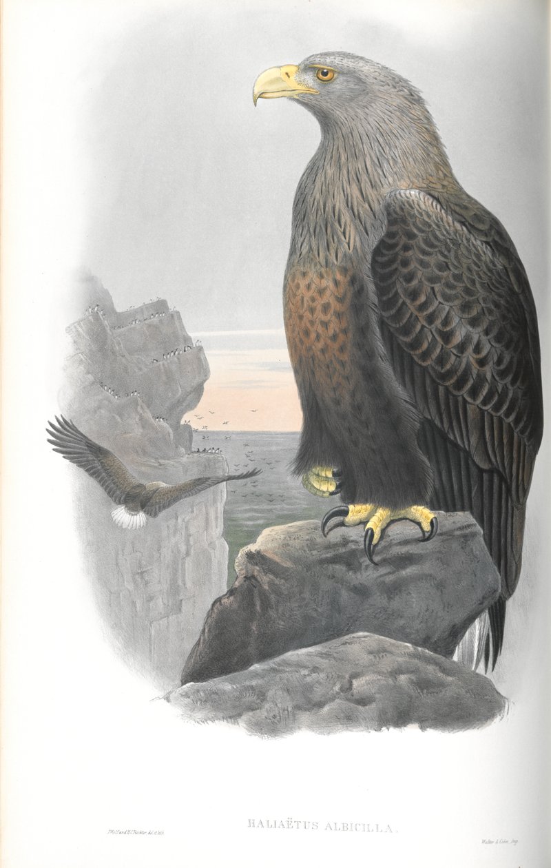 Haliaetus Albicilla（海鹰）的插图 作者 约翰·古尔德