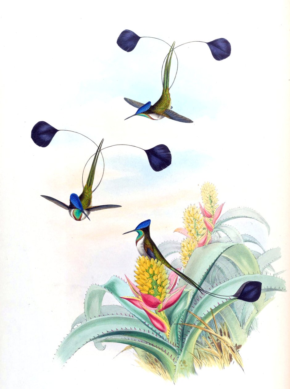 奇异的Loddigesia（蜂鸟）在Aechmea mertensii（作为同系A. mucroniflora）（bromeliad）上的插图 作者 约翰·古尔德