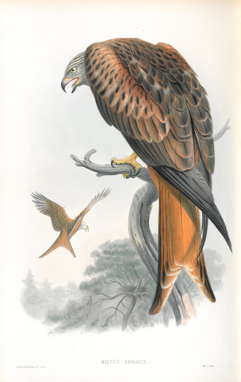 Milvus Regalis（风筝; Glead）的插图 作者 约翰·古尔德