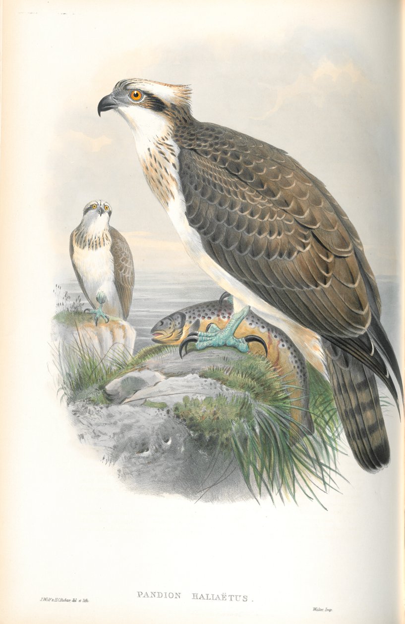 Pandion Hallaetus（鱼鹰）的插图 作者 约翰·古尔德