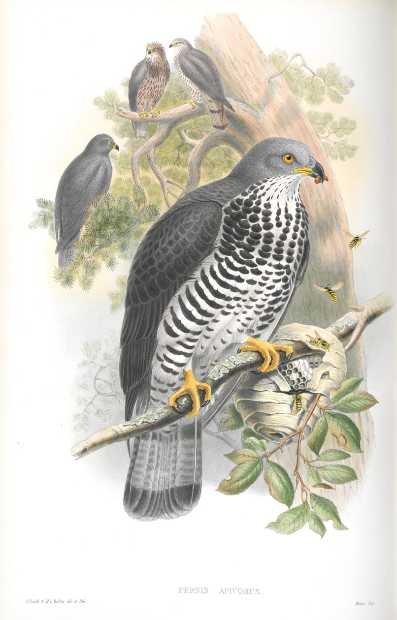 Pernis Apivorus（蜂蜜 - 秃鹰）的插图 作者 约翰·古尔德