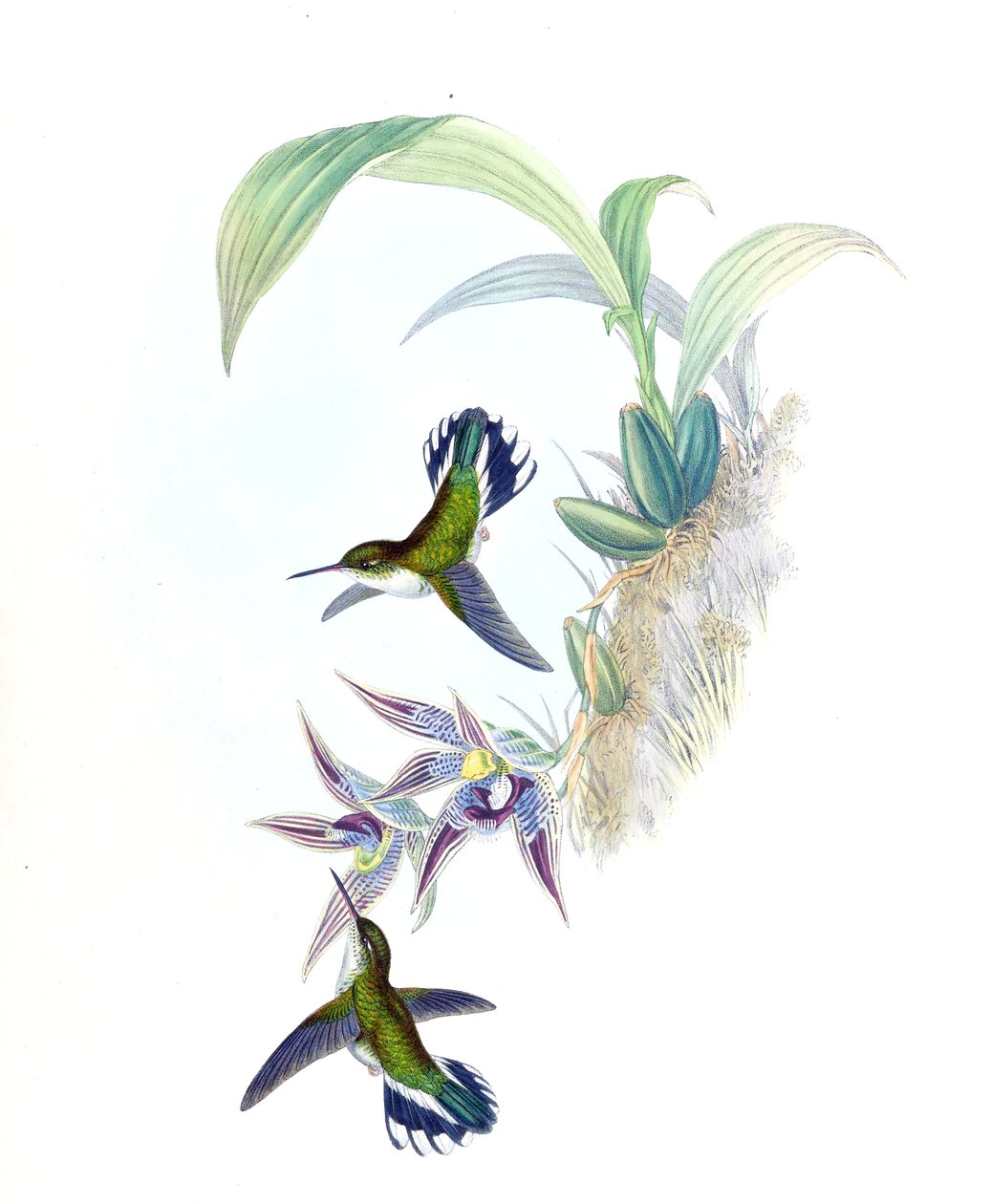 Phophophilus hemileucurus在凤蝶（兰花）上的插图 作者 约翰·古尔德