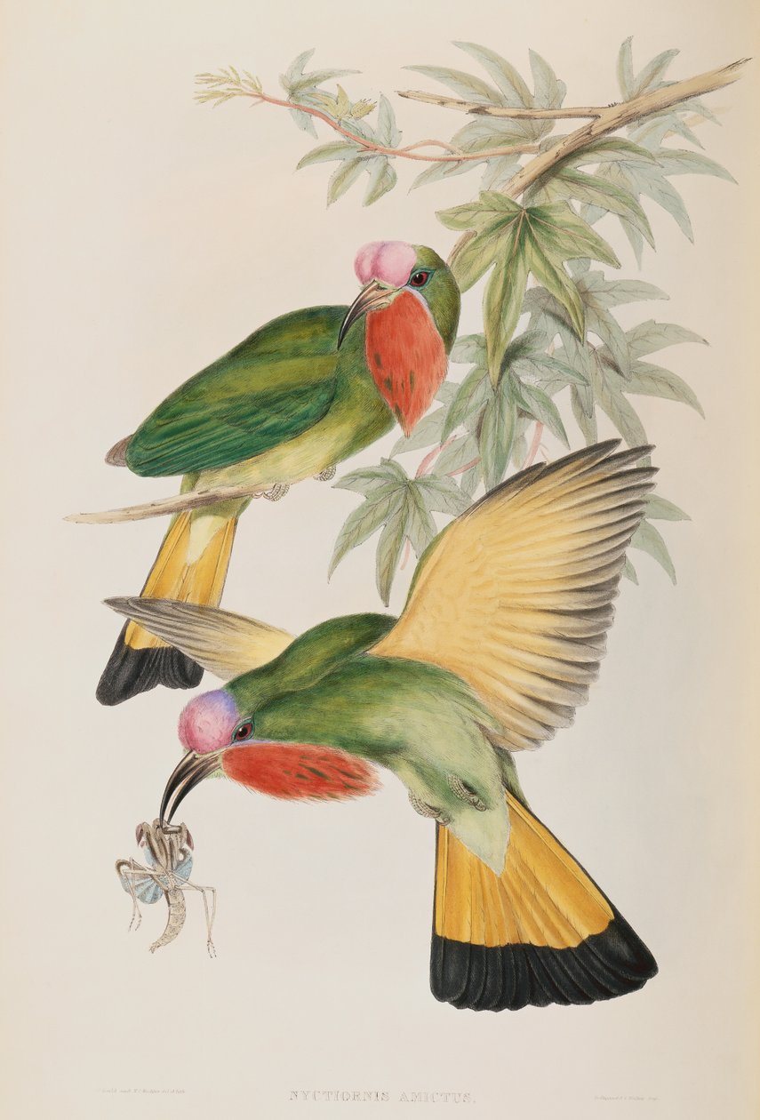 翠鸟（Nyctiornis Amictus）来自亚洲的鸟类 作者 约翰·古尔德