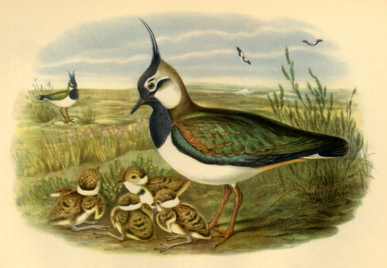 Lapwing and Young》，1865年，1942年。 作者 约翰·古尔德