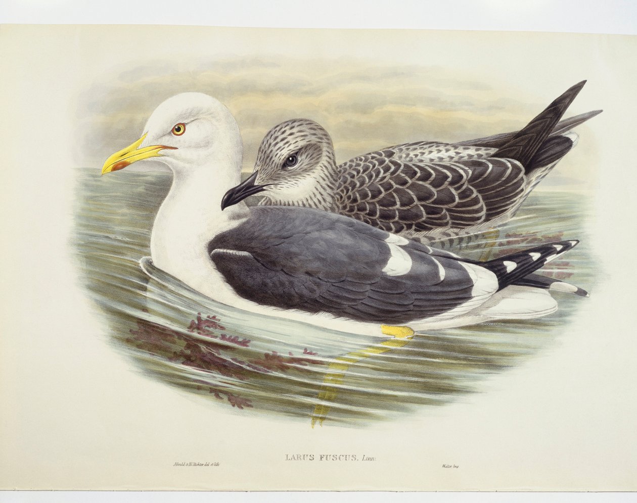 小黑背海鸥（Larus fuscus），图解 作者 约翰·古尔德