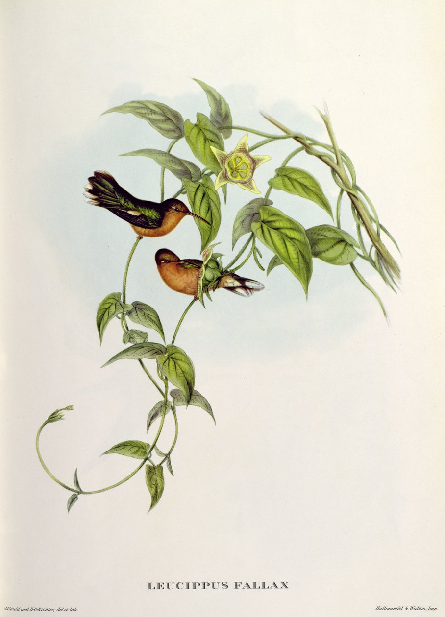 Leucippus Fallax 作者 约翰·古尔德