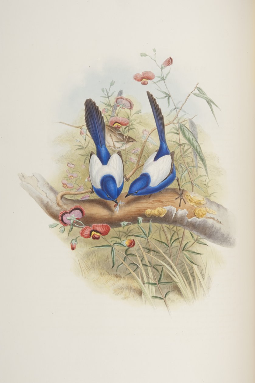 Malurus leuconotus，来自John Gould的“The Birds of Australia”，1840年 作者 约翰·古尔德