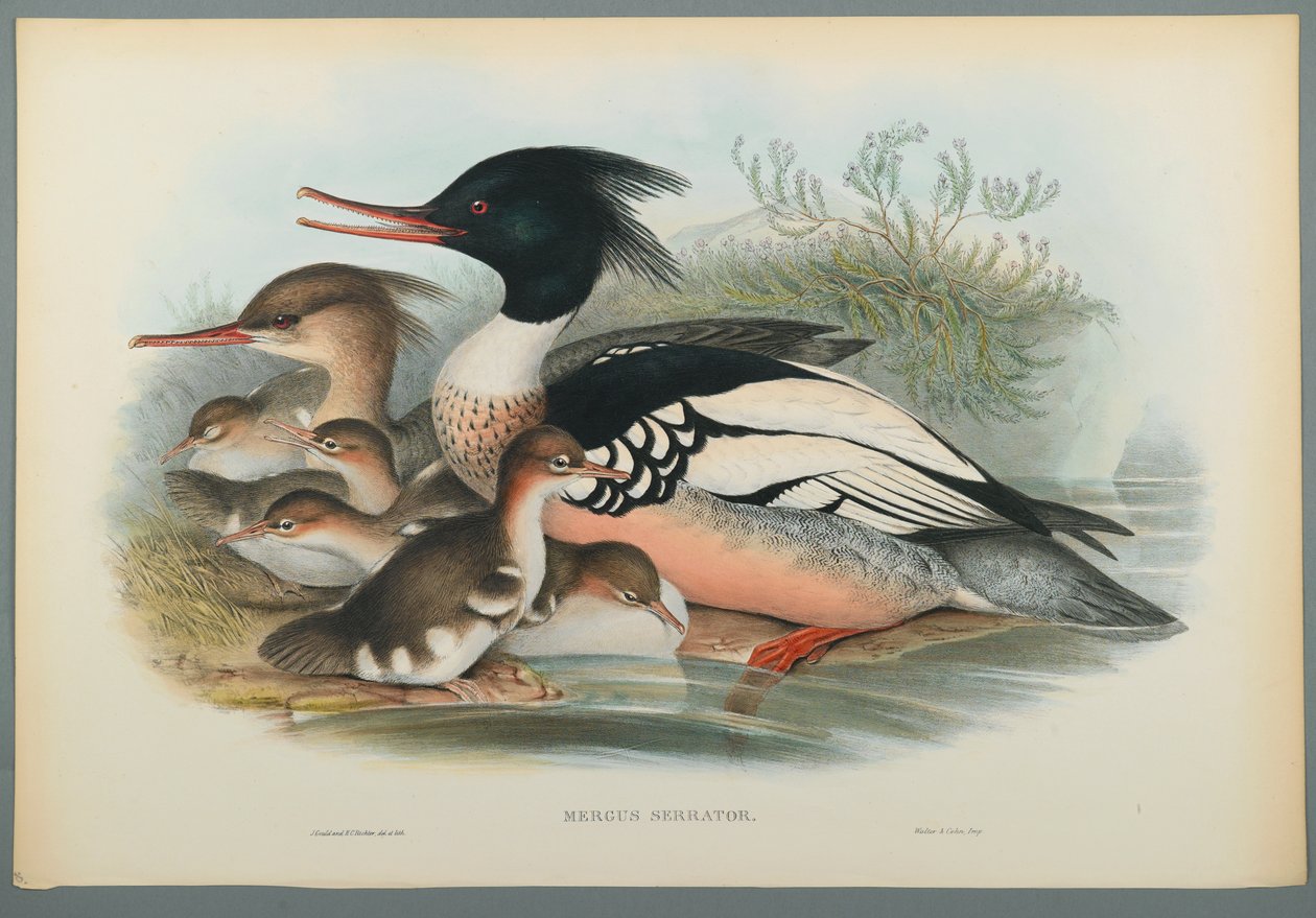 Mergus Serrator：Merganser（编织纸上的彩色光刻） 作者 约翰·古尔德