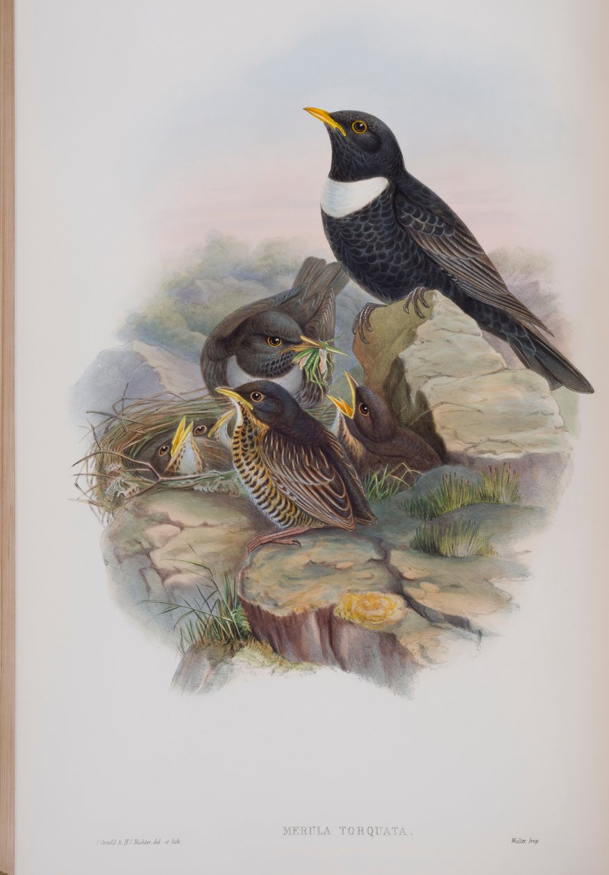 梅鲁拉·托夸塔（Merula Torquata），约翰·古尔德（John Gould）撰写的“英国鸟类”（The Birds of Great Britain）版，1862-73出版（手工彩色版画） 作者 约翰·古尔德