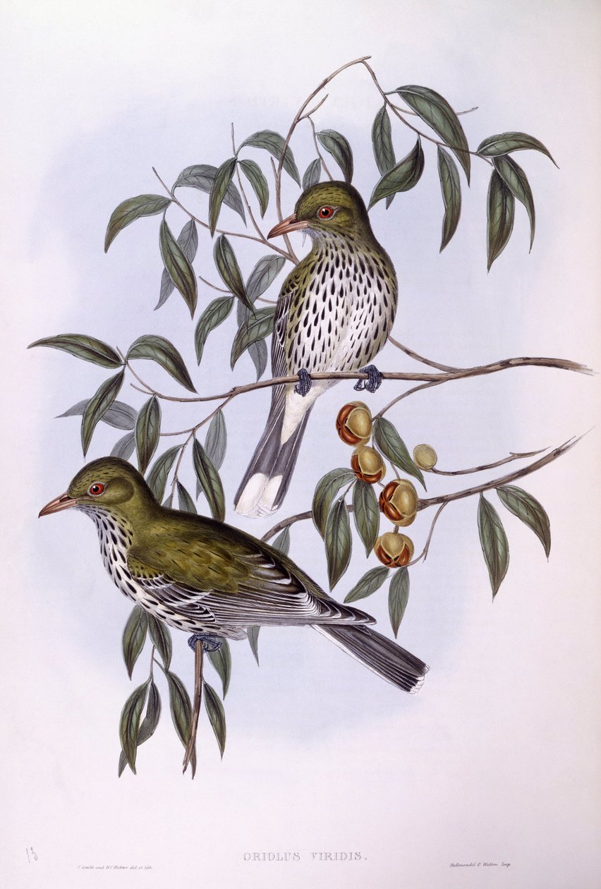 橄榄背黄鹂（Oriolus sagittatus），约翰-古尔德的雕刻作品 作者 约翰·古尔德